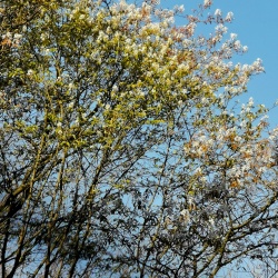 Die Natur erwacht Kamp-Lintfort 06.04.2020