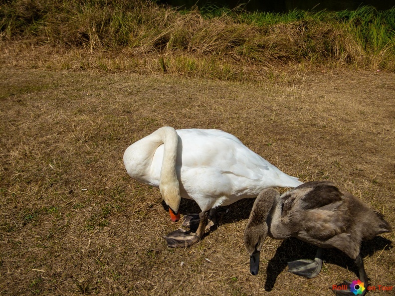 Schwanenfamilie am Dieprahmsee 11.08.2018-47.jpg