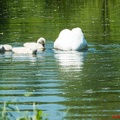 Dieprahmsee Küken 01.06.2017-7466