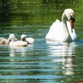 Dieprahmsee Küken 01.06.2017-7467