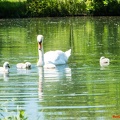 Dieprahmsee Küken 01.06.2017-7469