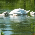 Dieprahmsee Küken 01.06.2017-7471