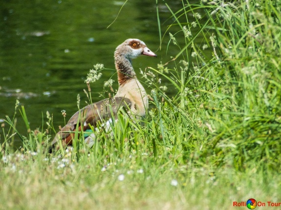 Dieprahmsee Küken 01.06.2017-7510