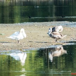 Pappelsee Herbst 18.10.2017