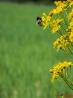 Rolliausflug 06-07-2016-016