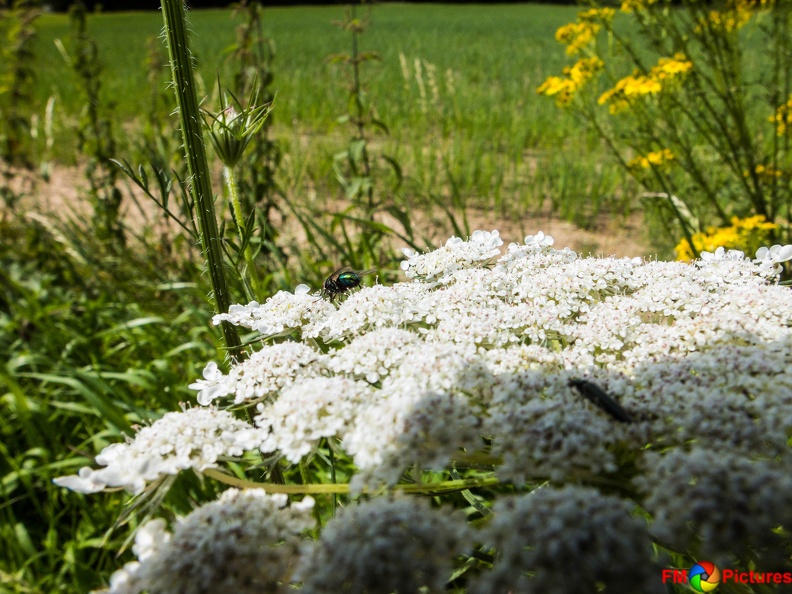 Rolliausflug 06-07-2016-023