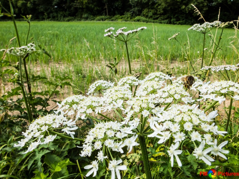 Rolliausflug 06-07-2016-03.jpg