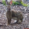 tiere-pappelsee-08-2016-044