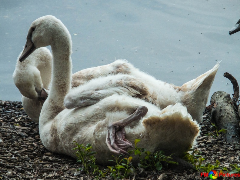 tiere-pappelsee-08-2016-045.jpg
