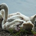 tiere-pappelsee-08-2016-045