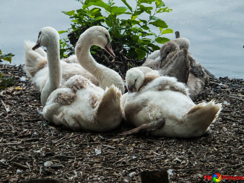 tiere-pappelsee-08-2016-046.jpg