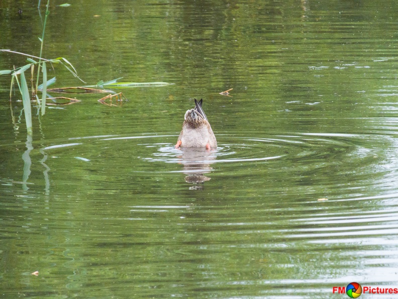 tiere-pappelsee-08-2016-049.jpg