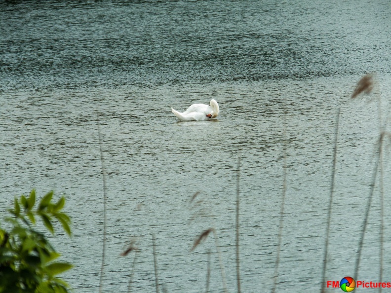tiere-pappelsee-08-2016-054.jpg