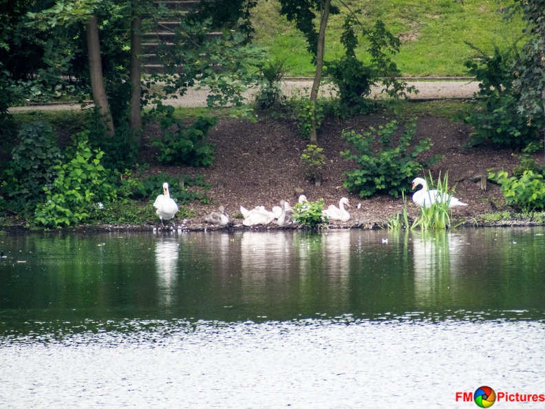 tiere-pappelsee-08-2016-058.jpg