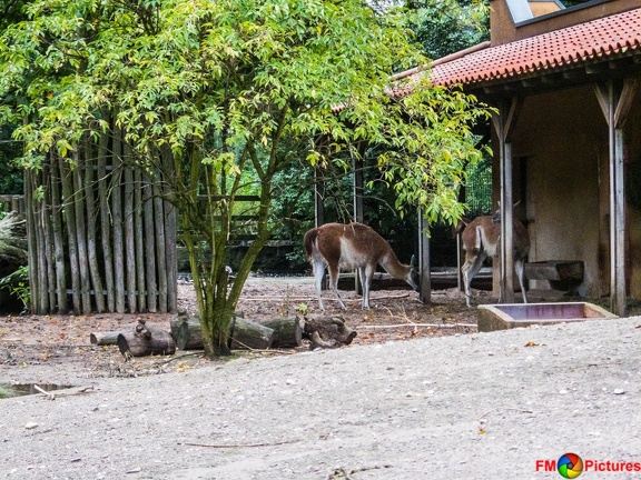 zoo-krefeld-08-08-2015-0009