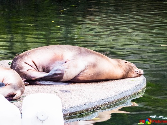 zoo-krefeld-08-08-2015-0311
