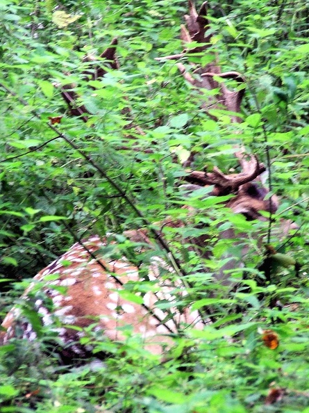 Wildpark Grafenberger Wald 2014--39