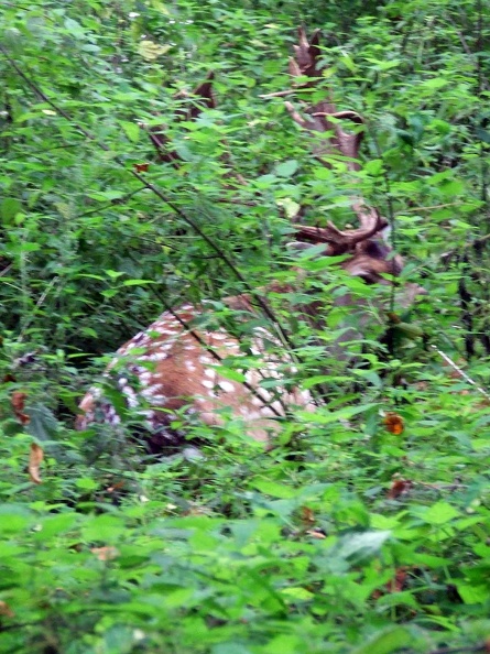 Wildpark Grafenberger Wald 2014--40