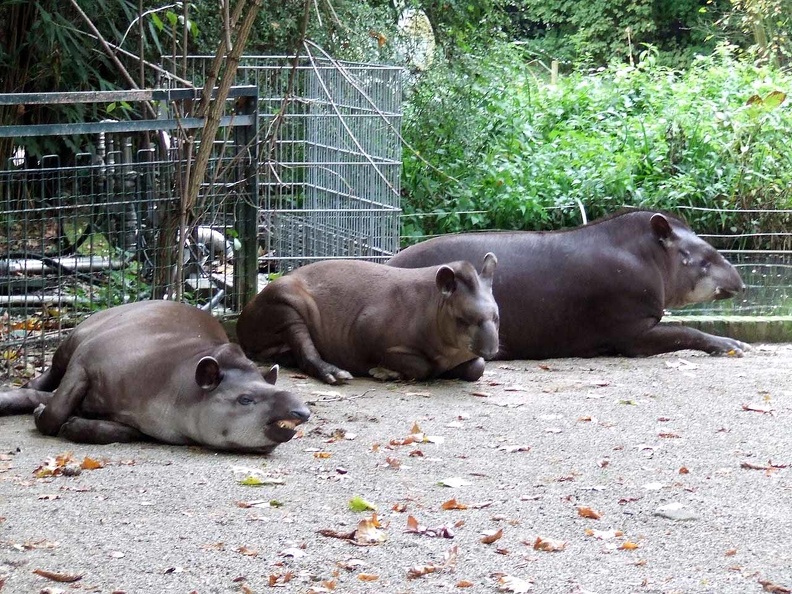 Zoo Krefeld 09-2014-005.jpg