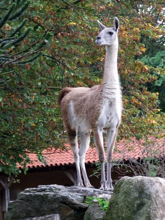 Zoo Krefeld 09-2014-011