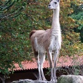 Zoo Krefeld 09-2014-011