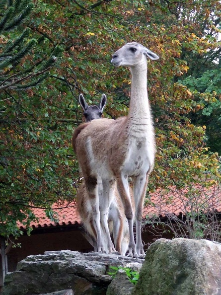 Zoo Krefeld 09-2014-012.jpg