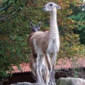 Zoo Krefeld 09-2014-012