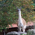 Zoo Krefeld 09-2014-013
