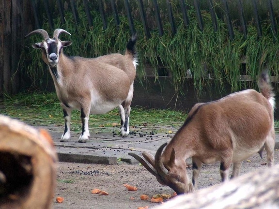 Zoo Krefeld 09-2014-019
