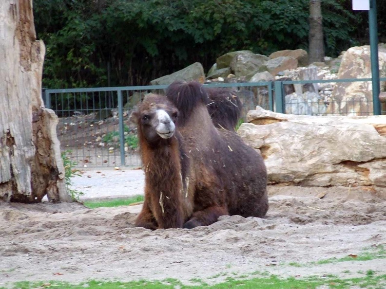 Zoo Krefeld 09-2014-182.jpg