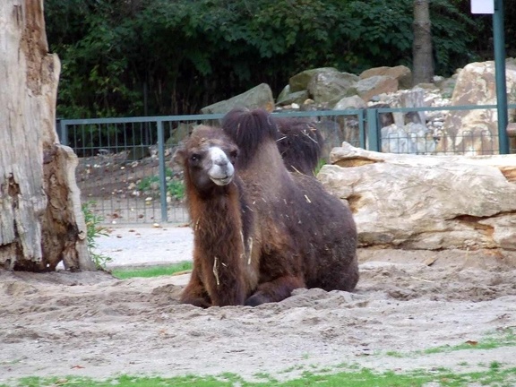 Zoo Krefeld 09-2014-182