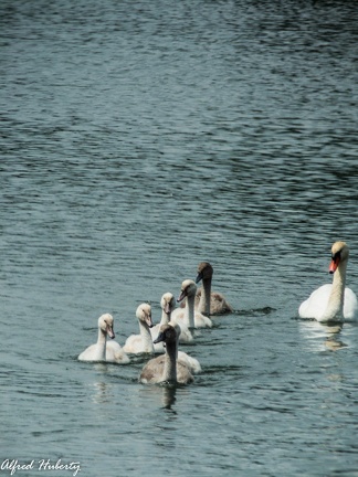 pappelsee-18-07-2015-034