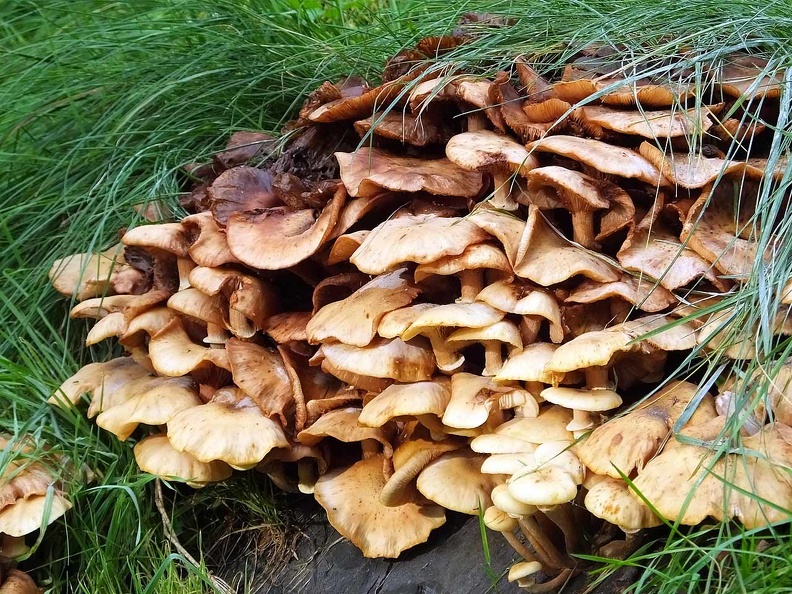 Pappelsee 27-09-2014-245.jpg